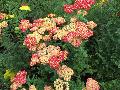 Strawberry Seduction Achillea / Achillea millefolium 